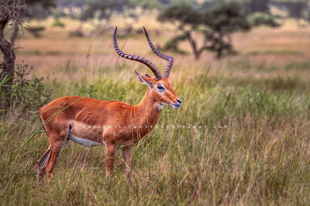 A side view of a large Impala in golden light