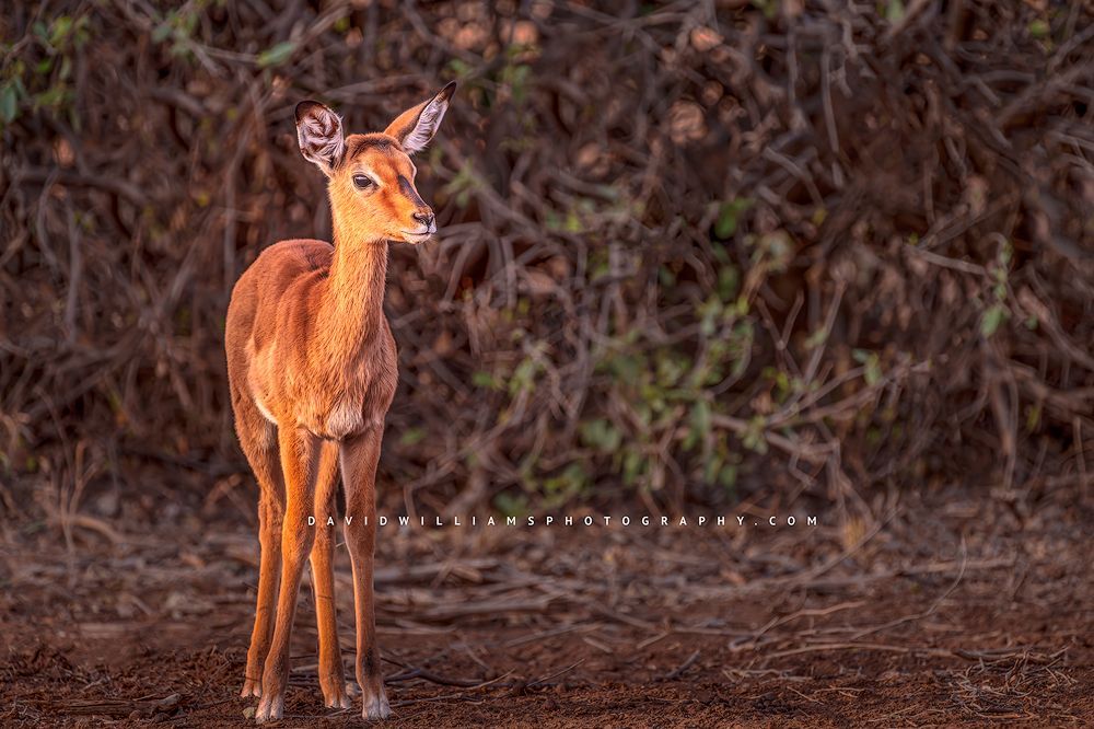 A single young doe Impala alone in golden light, Samburu, Kenya