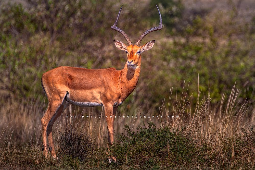 An impala in the greenery of the Masai Mara, Kenya, Africa