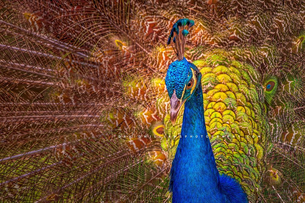 A close shot of a single Indian or Common Peafowl, Kenya, Africa