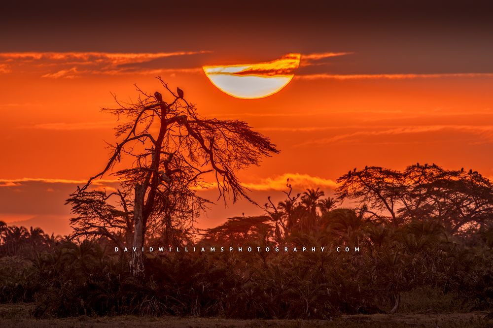 A brilliant sunset as the sun sets behind an old tree, Kenya