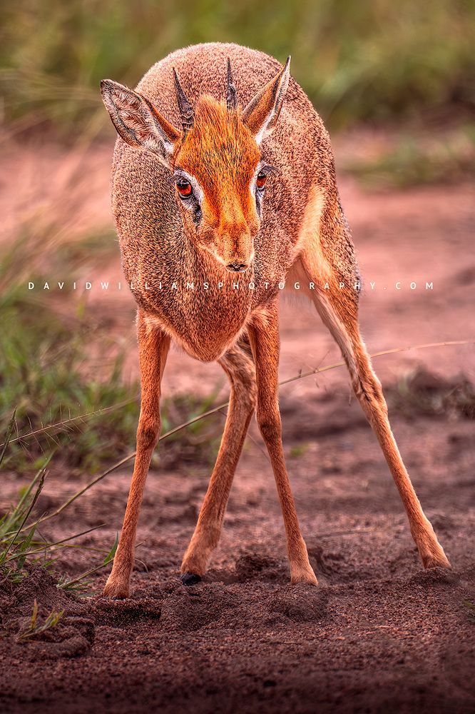 Frontal close-up of a Kirk’s Dik-Dik (Madoqua kirkii) with eye contact, walking toward the camera, green bokeh background, Ngorongoro, Tanzania, Africa, vertical image