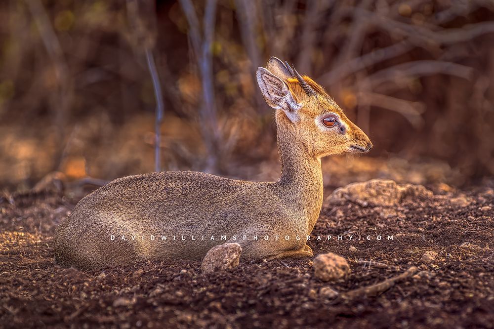 A close up of a resting Kirk’s Dik Dik, in Kenya, Africa