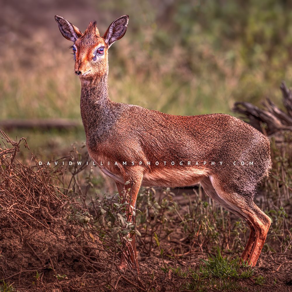 Square-format close-up side view of a Kirk’s dik-dik in the forest of Ndutu, Tanzania, within the Ngorongoro Conservation Area, making eye contact in golden light.