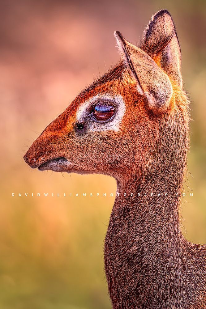 Extreme close-up of a Kirk’s Dik-Dik (also known as Kirk’s Antelope) showing face and neck detail with direct eye contact in golden light, vertical wildlife portrait