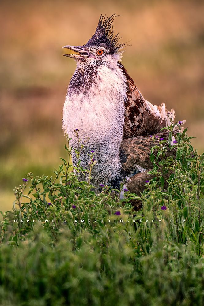 A close up of a Kori Bustard, Ngorongoro, Tanzania, Africa