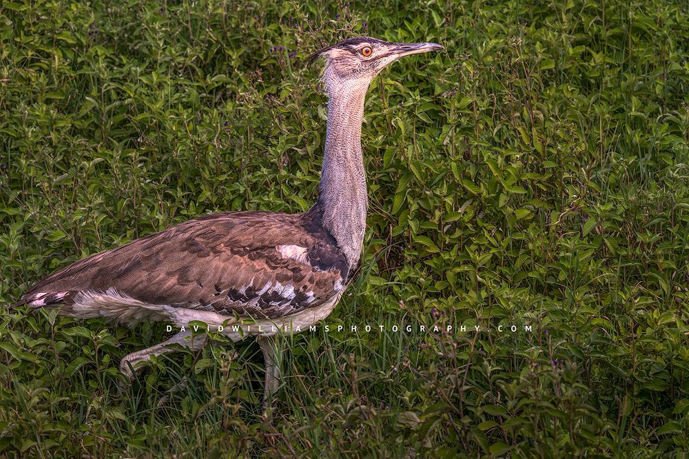 A close up side view of a Kori Bustard, Ngorongoro Tanzania