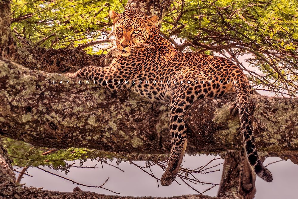Close-up of a leopard (Panthera pardus) resting on a tree limb with eye contact, surrounded by green foliage, Ngorongoro, Tanzania, Africa, horizontal image