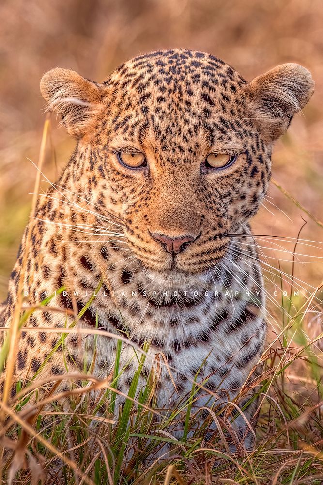 The head of an African Leopard as its stalking it's prey, Masai Mara, Kenya