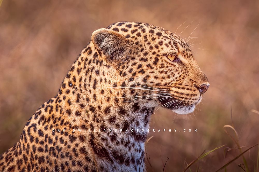 A close up of the beautiful eyes and face of a Leopard, Kenya
