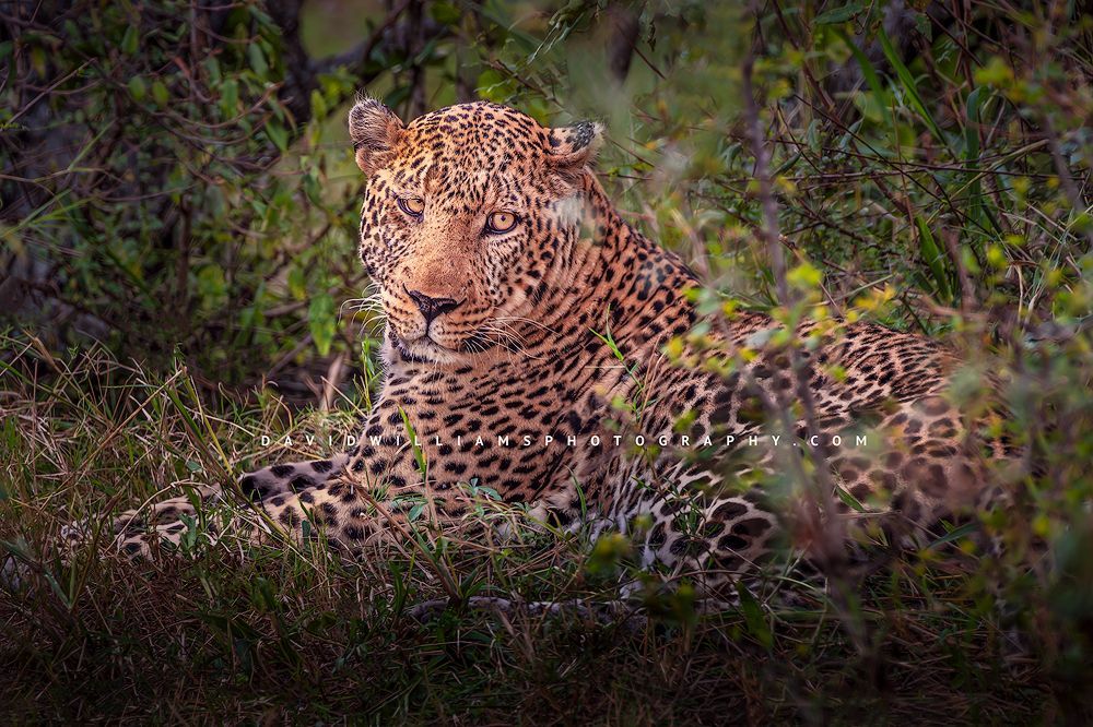 The beautiful color of eyes of a leopard, Kenya, Africa