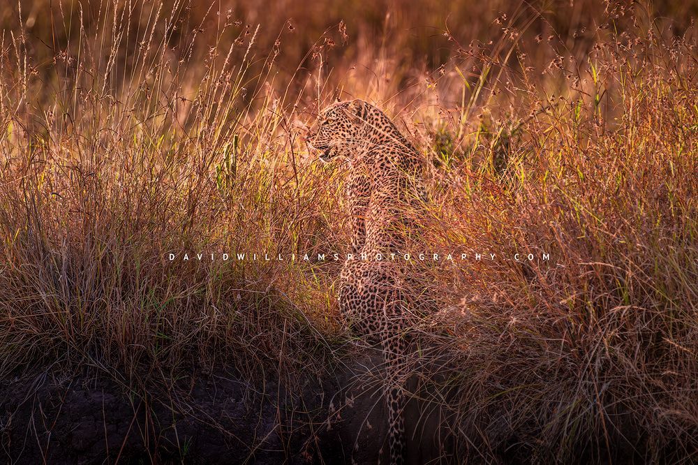 A leopard is stalking prey in golden grasses, Kenya