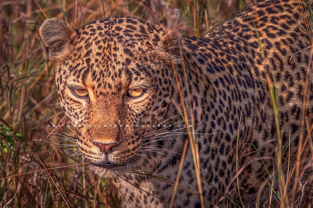 The beautiful eyes of a leopard, Kenya, Africa