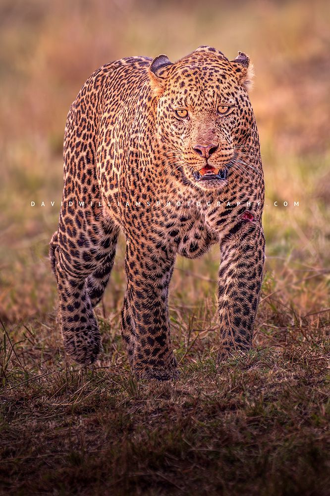 A vertical close up of a leopard in golden light, Kenya, Africa