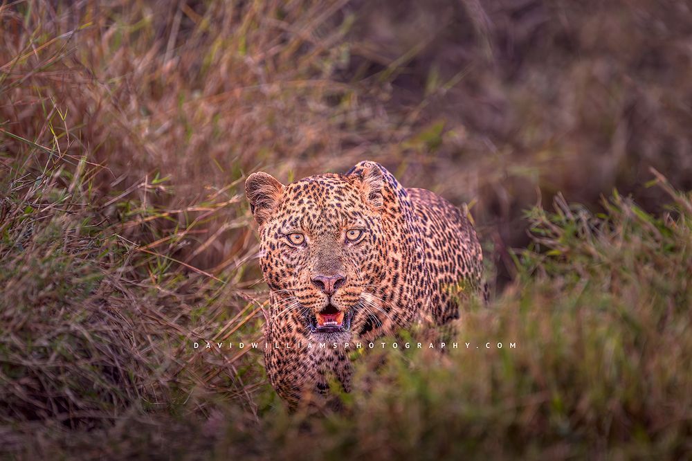 A leopard is staring me down from the tall grass, Kenya