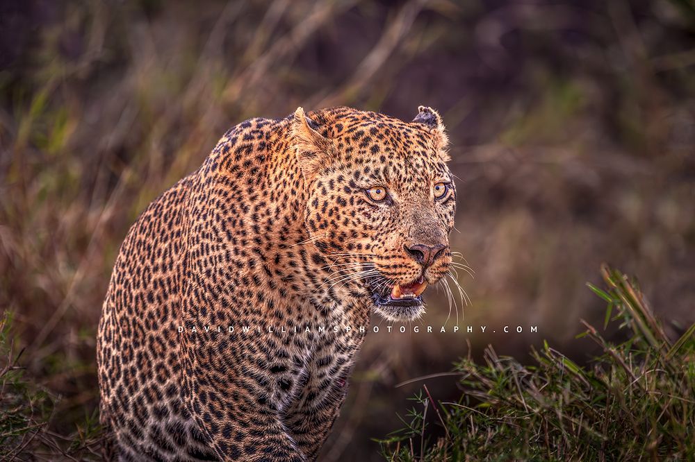 The beautiful eyes of a leopard, Kenya, Africa