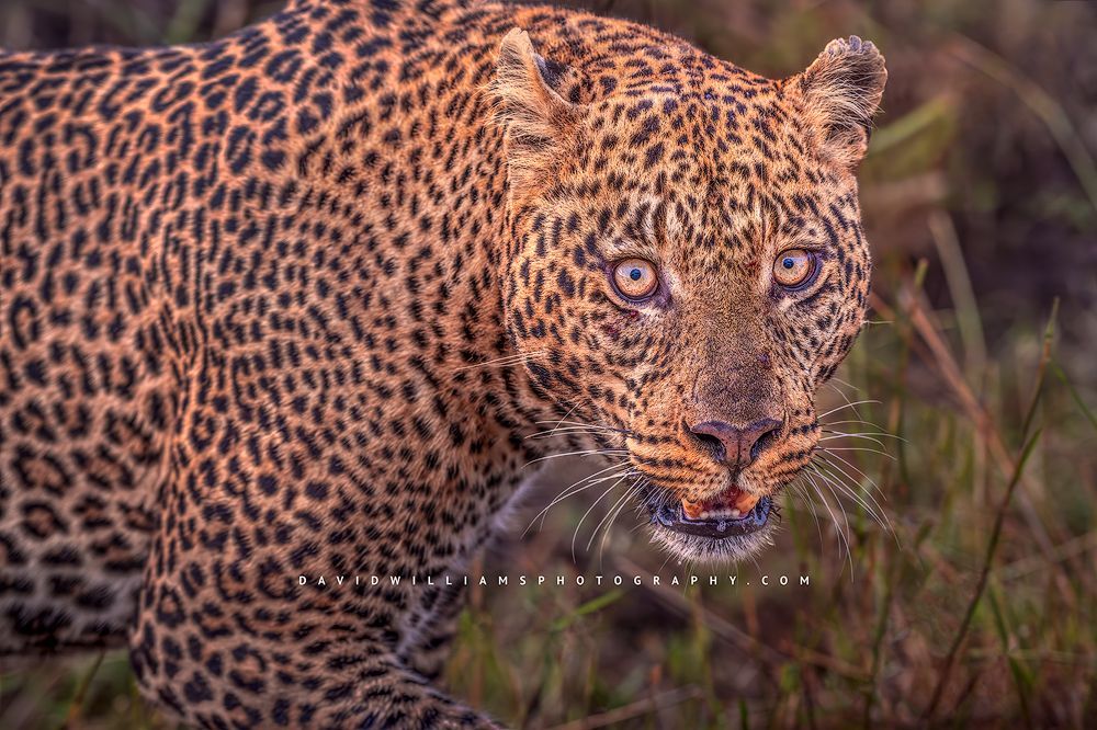 A leopard is staring me down from the tall grass, Kenya