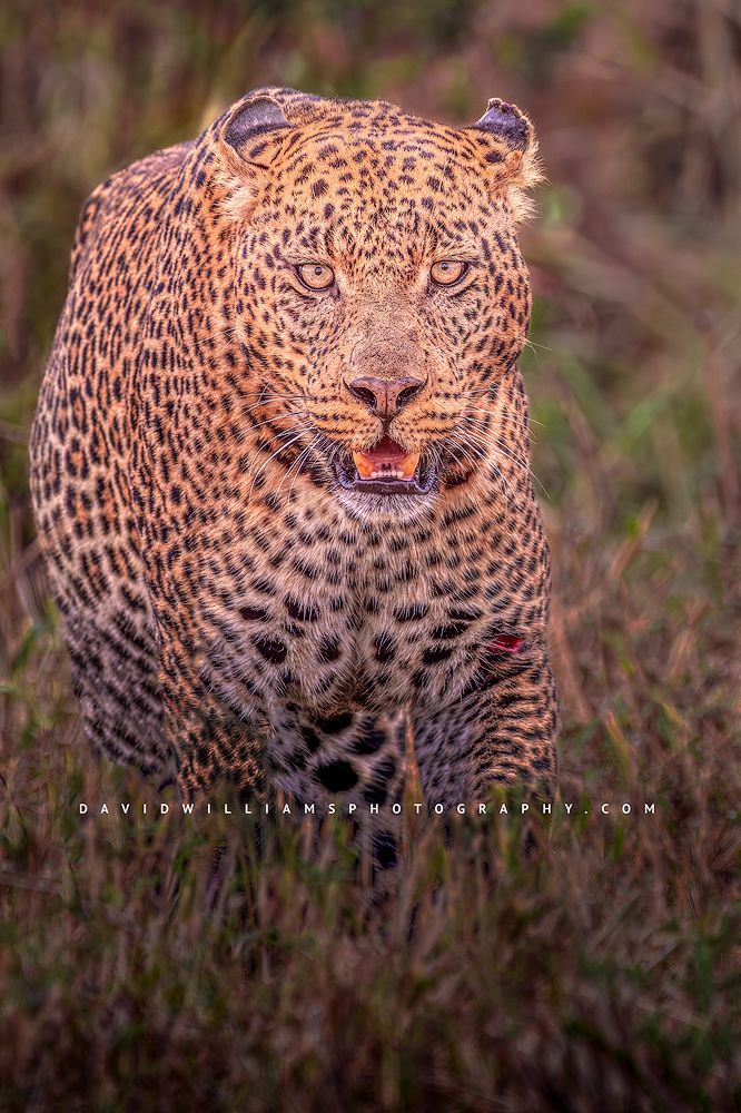 A leopard is staring me down from the tall grass, Kenya