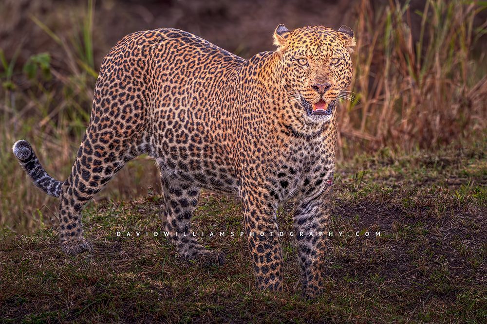 African Leopard (Panthera pardus pardus) close-up in sunlight, staring at camera, Masai Mara, Kenya, horizontal
