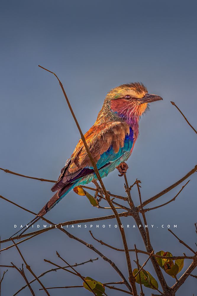 A colorful Lilac breasted Roller against a blue sky, Samburu, Kenya