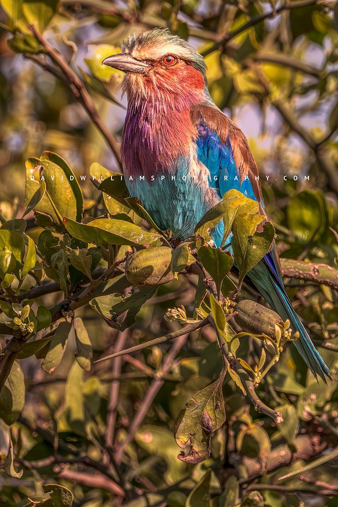 A Lilac Breasted Roller with eye contact, Africa