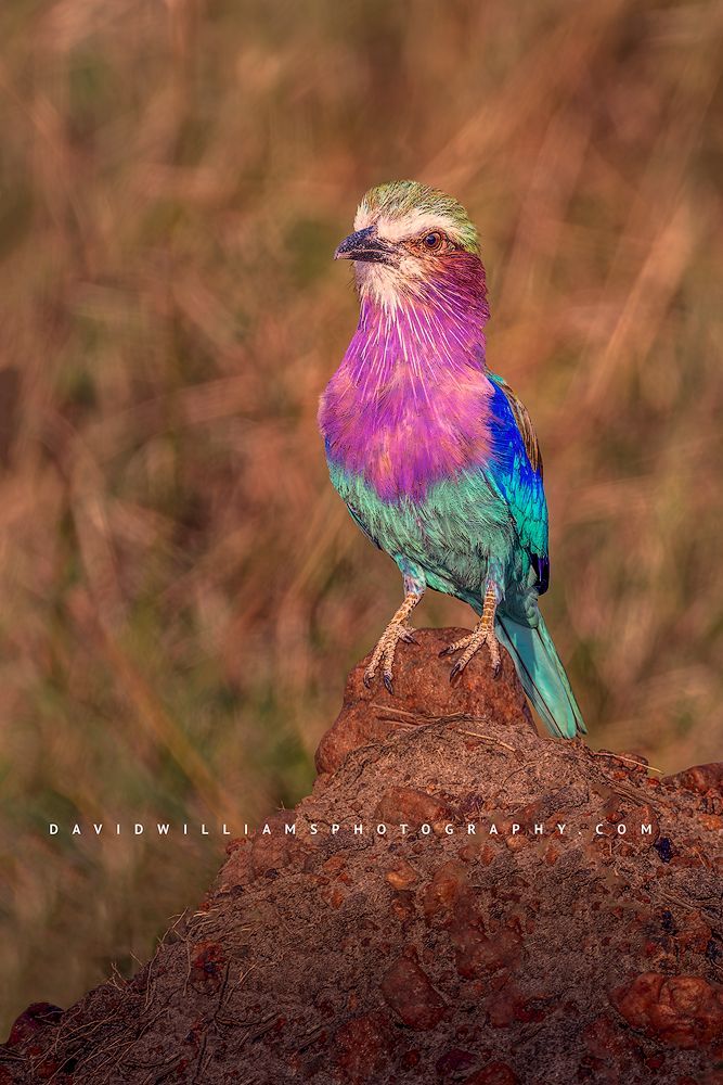 A Lilac Breasted Roller in golden light, Kenya, Africa