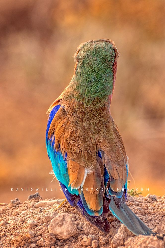 The rich colors and feather details of the Lilac-breasted Roller Samburu, Kenya