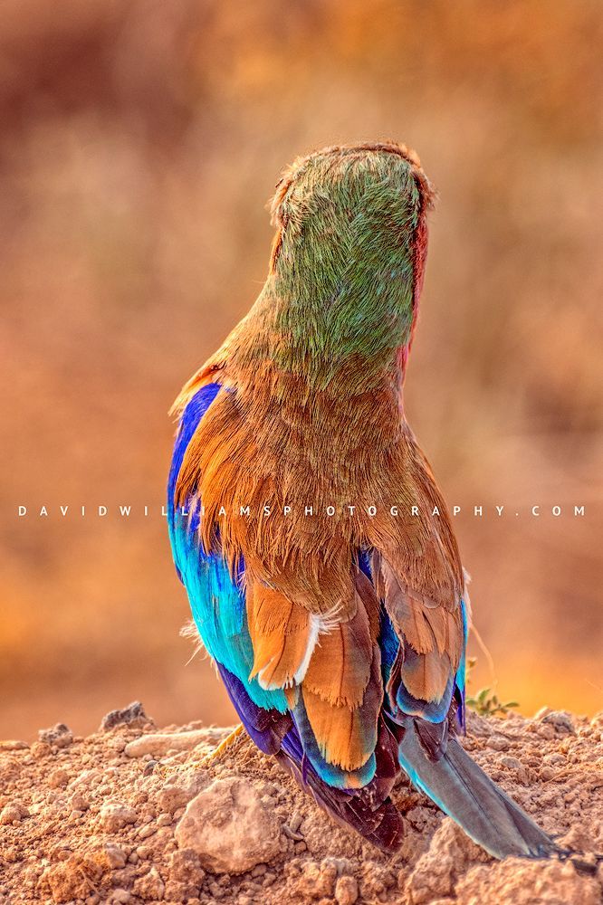 Lilac-breasted Roller showcasing vibrant color and feather detail The rich color and feather details of a Lilac-breasted Roller