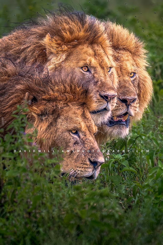A vertical close up of 3 male lion heads, Tanzania, Africa