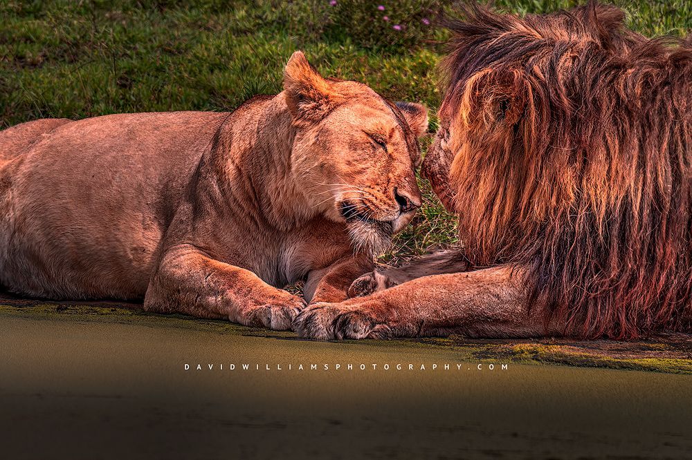 A loving male and female lioness in love, Tanzania, Africa