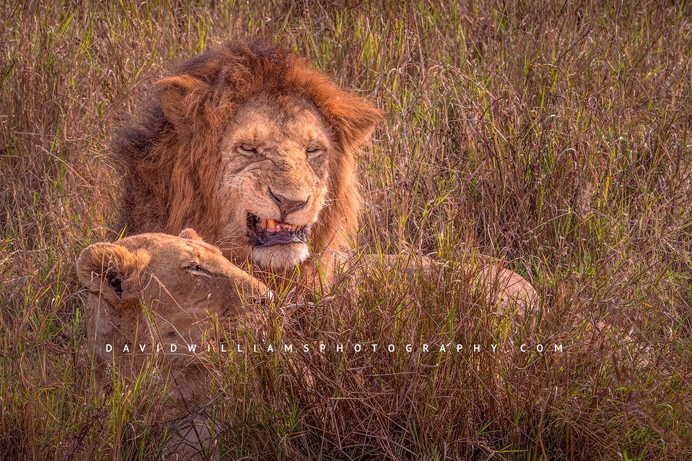 A male and female lion laying together, with male snarling, Masai Mara, Kenya