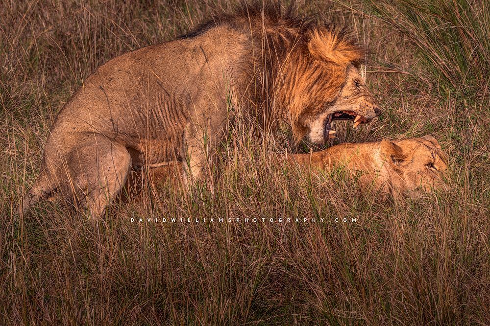 A male and female lion mating with male snarling, Masai Mara, Kenya