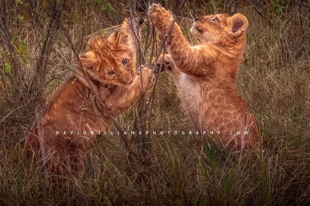 2 Lion cubs playfully biting a tree branch, Masai Mara, Africa