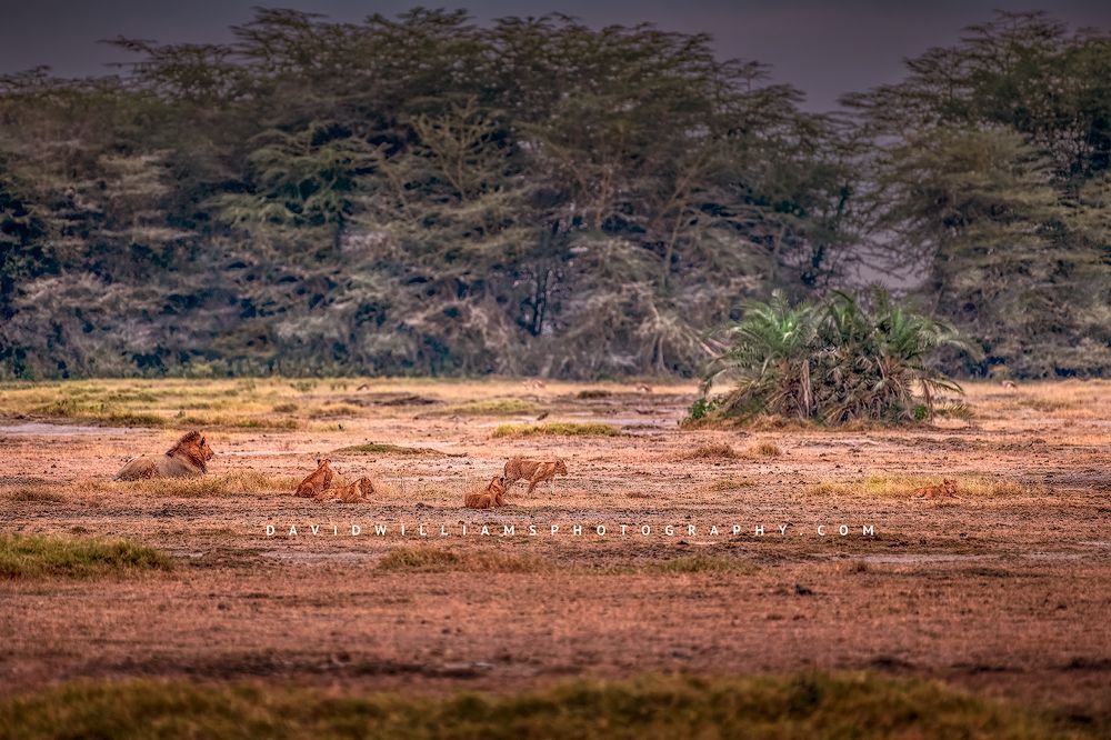 A male lion tending his five cubs as they frolic in plains of Amboseli, Kenya
