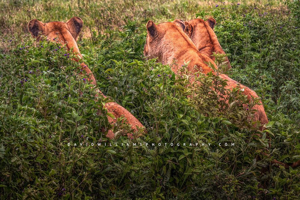 3 Lions hiding in grass during great migration, Tanzania, Africa
