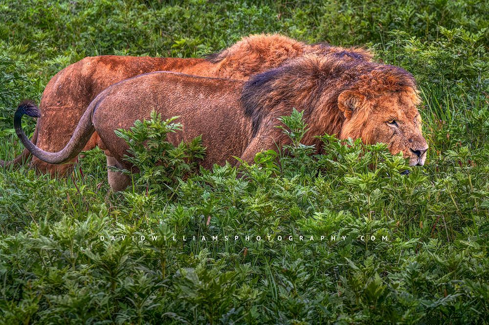 2 Large male lions on the prowl, Tanzania, Africa