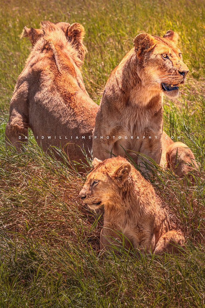 Mother lion with cub and sub-adult male growing mane in golden light, Tarangire National Park, Tanzania, vertical