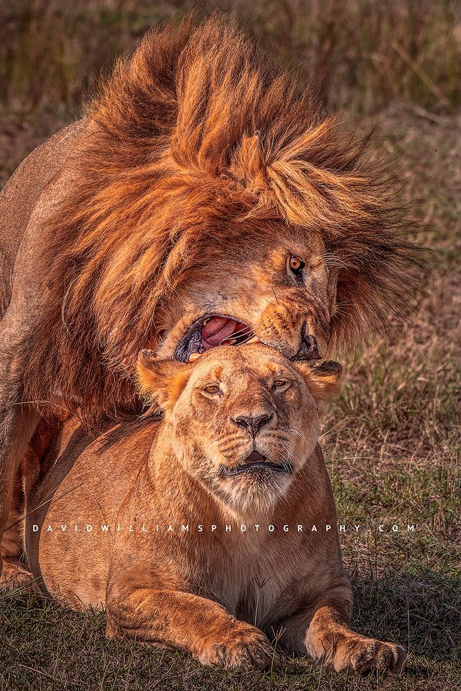 A vertical image of a male and female lion mating, Kenya, Africa