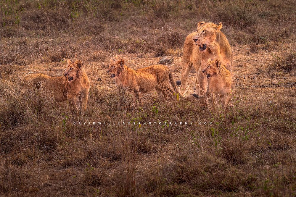 3 lion cubs and a lioness walking in Nairobi National Park, Kenya