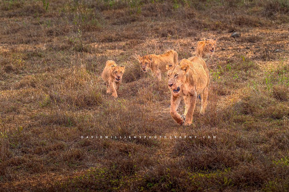 A Lioness and 3 cubs walking in Nairobi National Park, Kenya