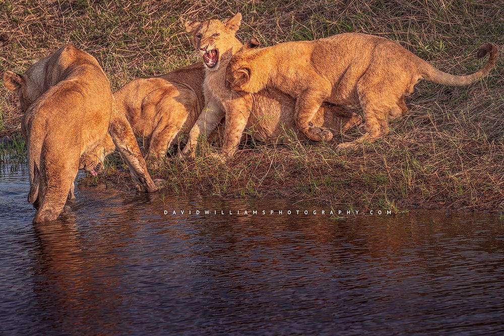 Young lions playing in the late day sun, Kenya, Africa