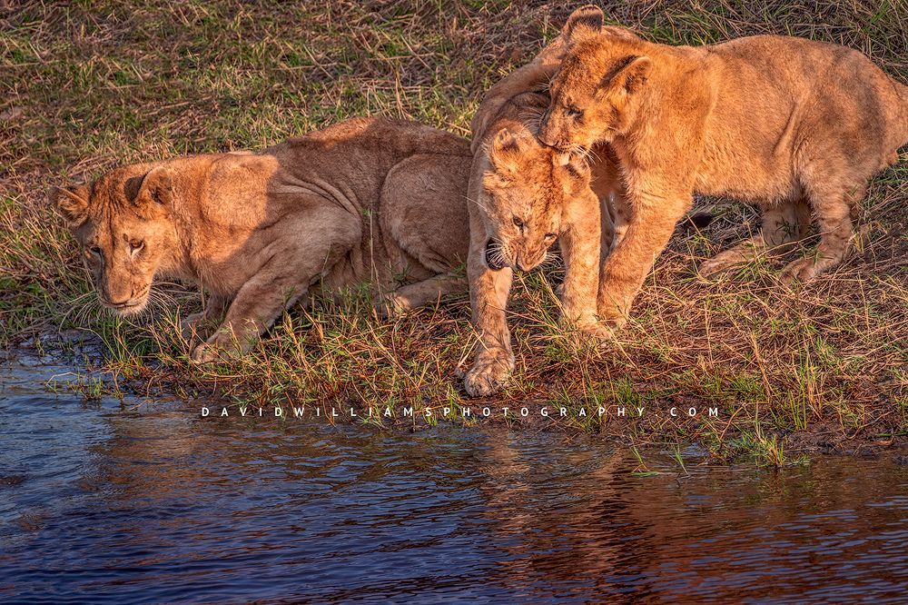 Lion cubs playing at the edge of the river, Kenya, Africa