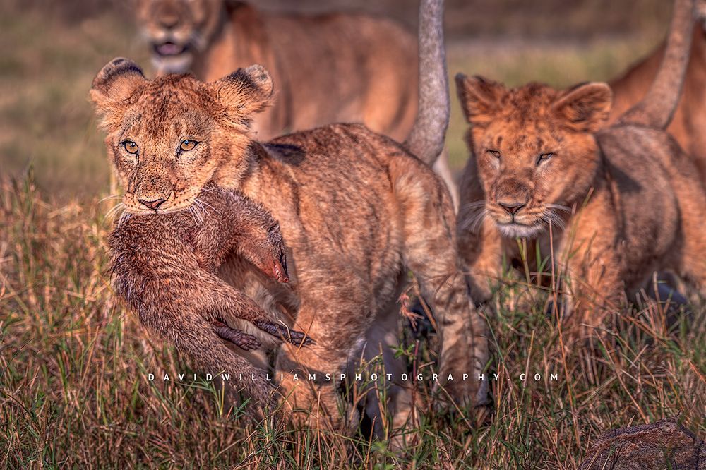 A lion cub caught a Mongoose with other cubs chasing it, Kenya