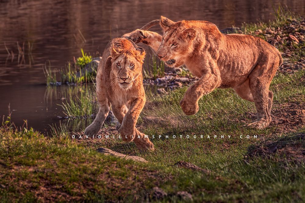 Lion cubs playing in golden sunlight, Kenya, Africa