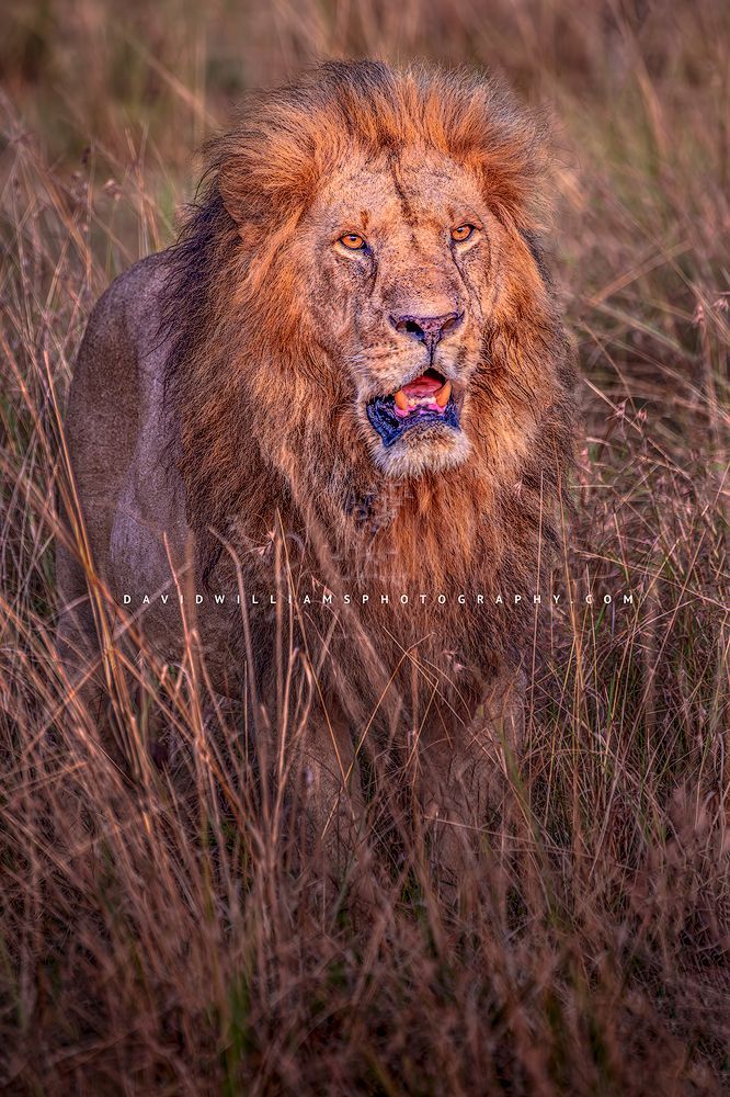 A sun lit lion walking through the Masai Mara, Kenya