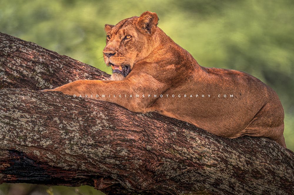 A lioness on a limb with beautiful bokeh background, Africa