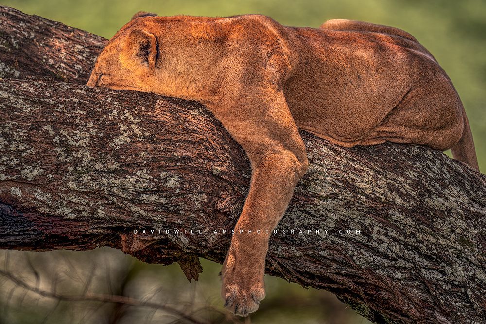 Dappled light on a sleeping lioness, Tarangire, Tanzania, Africa