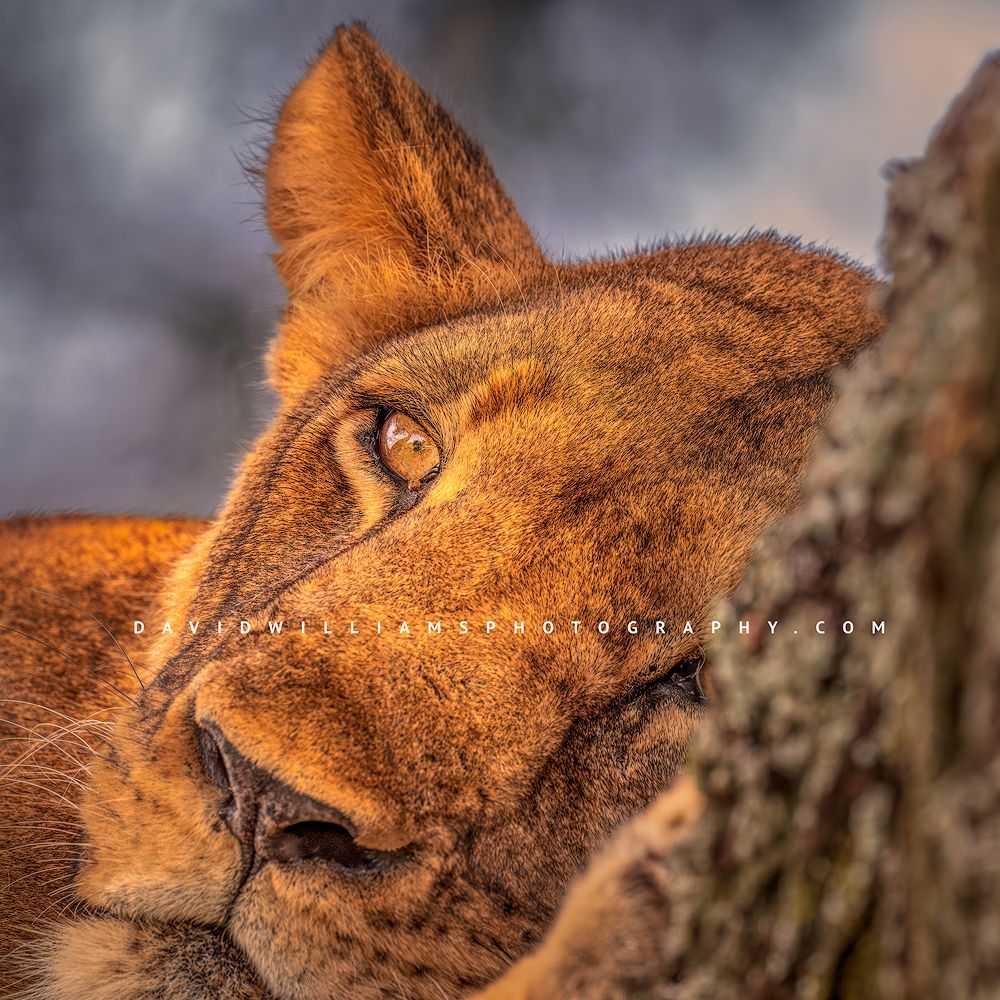 The colorful eyes of a lioness, Tanzania, Africa