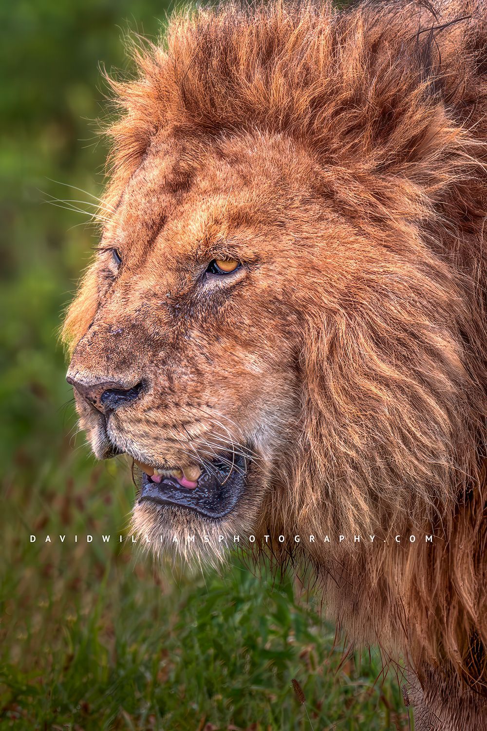 A vertical close up of a lion’s face, Ngorongoro, Arusha, Tanzania