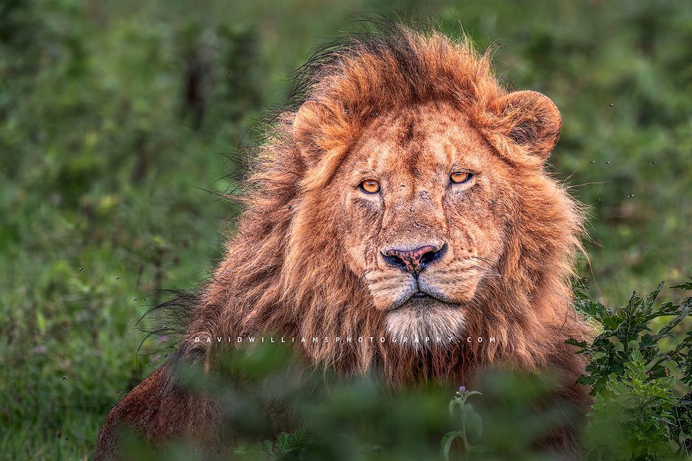 A lion’s head hiding in the tall foliage, Ngorongoro, Tanzania